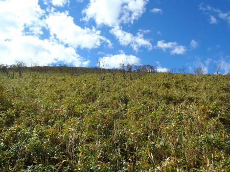 青空と緑。いい天気