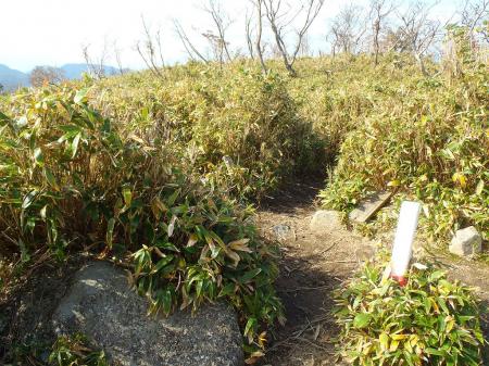 杉峠を目指して下っていきます