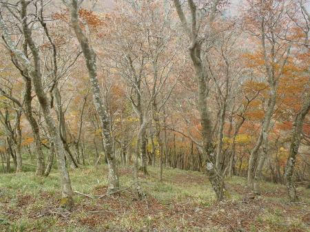 ここ杉峠の上部で画像でわかりにくいですが、かなりキツイの急斜面でした