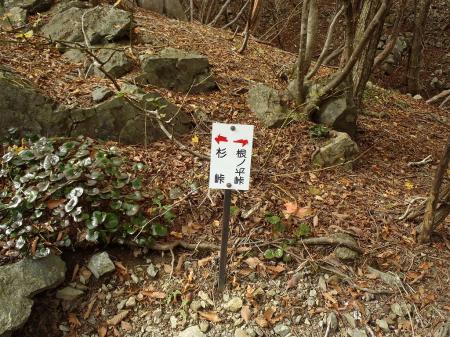 時折道標がある。とりあえず根ノ平峠の方向へ向かう