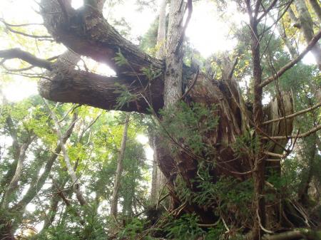 猪みたいな木があった