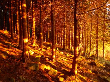 下山時、夕日が差し込む