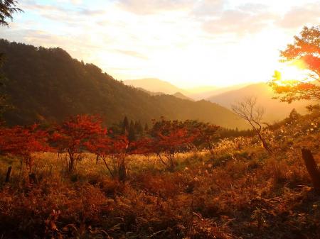 夕日と黄金のススキ