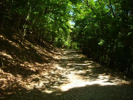 綺麗な緑の森林の林道を歩く