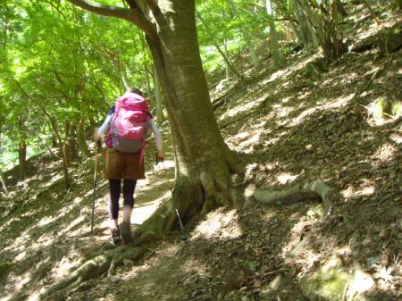 最初からちょい急登が続き