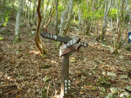 ここの分岐からでも朝明渓谷に戻れるみたいだけど予定のルートとしてはハト峰経由で下る