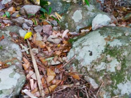 これはマムシでは！？谷筋の入口にヘビがいてびっくり。避けて通った