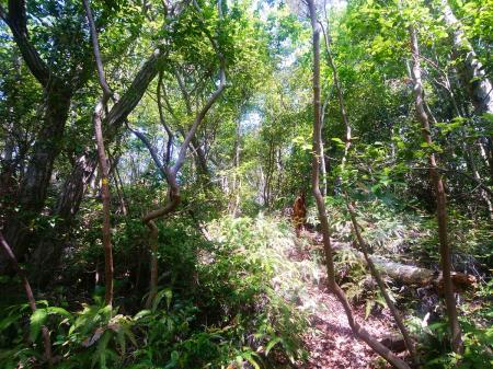谷筋からいよいよ尾根への登りだけど、踏み跡もほとんどないので適当に登っていく
