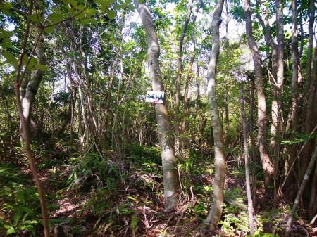 尾根に出るとシビレ山へのプレートがあった。まあ別に方角はわかってるからいいんだけどね