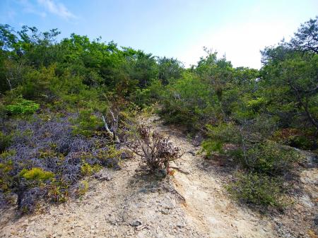 尾根道はこういった道が続く。さっきの谷筋と違って歩きやすい