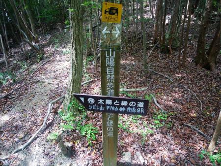 北山から戻ってシビレ山へ向かう。山陽自然歩道のルートなのか踏み跡もしっかりしている