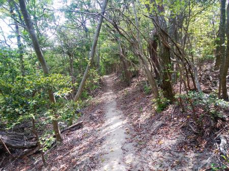 さっきの谷筋や尾根道と違って非常に歩きやすい道