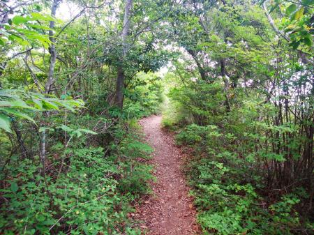 ずっと尾根道だが大きなアップダウンもなく気持ちの良い歩きやすい道が続く