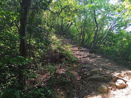 高丸山山頂まできっちり整備された登山道。太陽と緑の道はきっちり整備された登山道なのか
