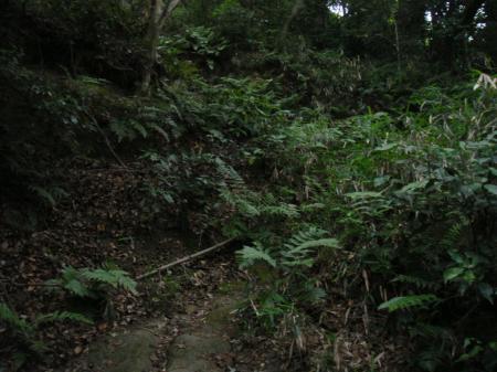 ずっと樹林に囲まれた登り