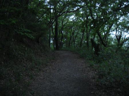 生駒縦走路はこんな感じで車も通れそうな道