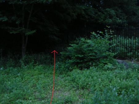 フェンスの角のところから樹林に入っていける