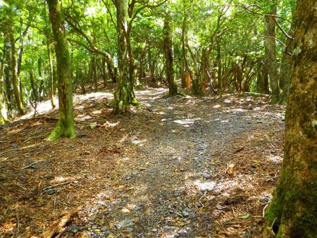 なだらかな尾根道をひたすら歩いていく