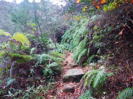 湖南アルプスはシダ植物が多いんだろうか！？