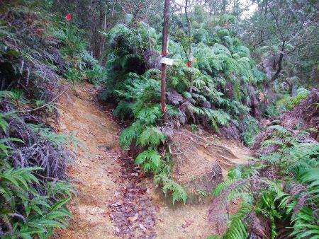 ここ分岐だけど左側を登っていく