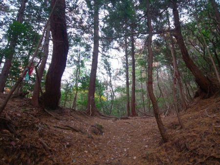 ここで分岐。左は太神山方面だけど、とりあえず矢筈ヶ岳へ行くので右へ登っていく