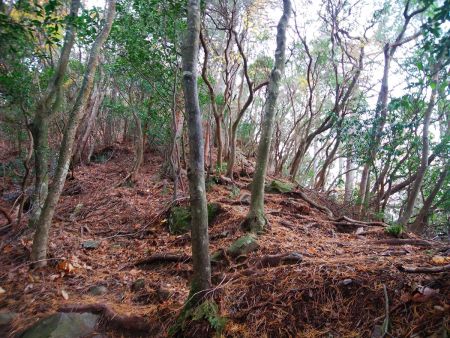 矢筈ヶ岳の直下は急登。距離は短いのでちょっと頑張ればすぐ