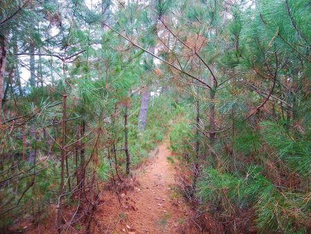 マツに囲まれた道。夏で半袖だとチクチクするだろうなあ
