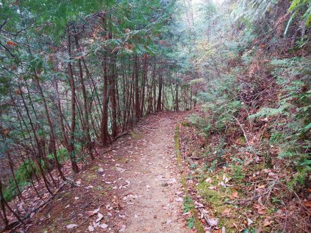 下りの道はちょっとした岩のところもあったけど、ほとんどがこんな感じで歩きやすかった