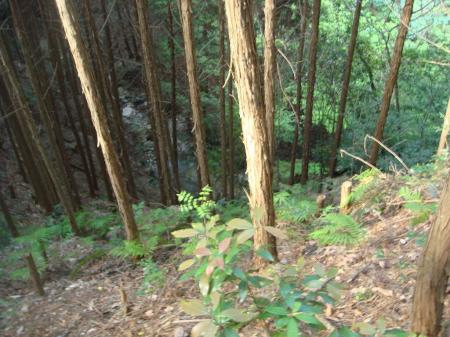 この沢筋まで降りる
