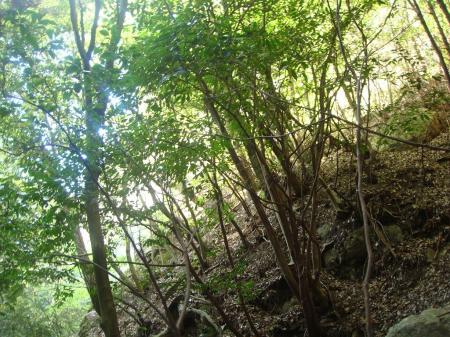 岩の直下はこんな感じのところ