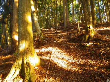 この急登まだ続くの？って思いながらスローペースで登っていった。画像ではわかりにくいけど結構な急登になっていた