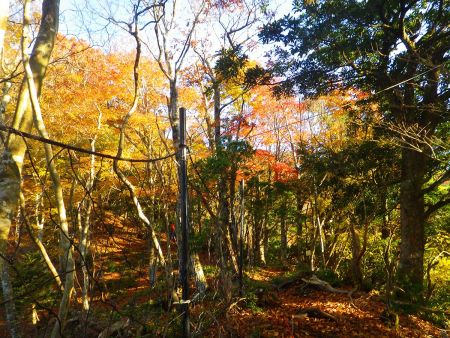 ここまで登ってくるとやっと色づいた樹林がちらほら見えてきた