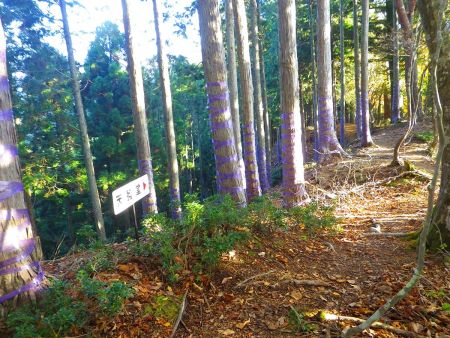 尾根の取り付きまで登ってきた。天狗堂のほうへ向かっていくんだけどこの先からなだらかな尾根道になるけど、こまめなアップダウンが少しある