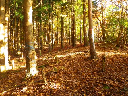 一旦下ってここからいよいよ天狗堂のピークへの登りがはじまる。最初はなだらかだったんだけどね