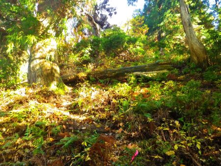 この付近から急登がはじまるんだけどどうにも落ち葉で踏み跡などわからないのでテープと勘で登っていく