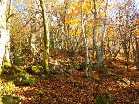 この通りの落ち葉だらけの登りになるんだけど、こういった急登がひたすら続いていく。画像ではわかりにくいけど結構な急登