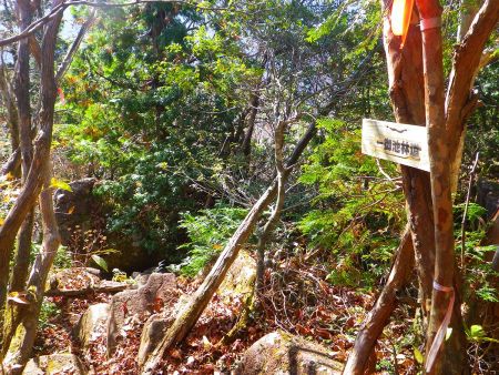 御池林道のほうへ向かって下山すればいいんだけどテープも踏み跡もあるので従っていけばいい