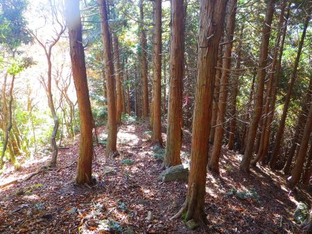 下山途中で少し登った先から植林地帯になった