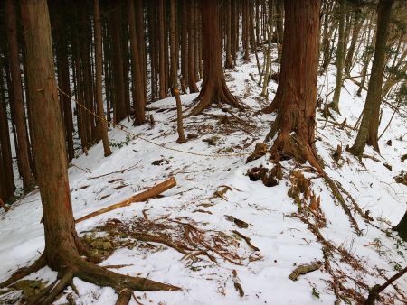 このトラロープは何を意味しているんだろうか！？というか前こんなのなかったよね