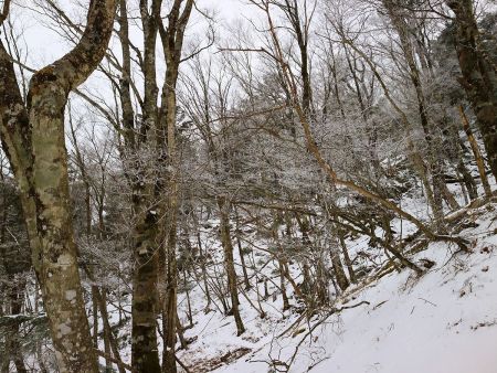 この辺りから霧氷がちらほらあった