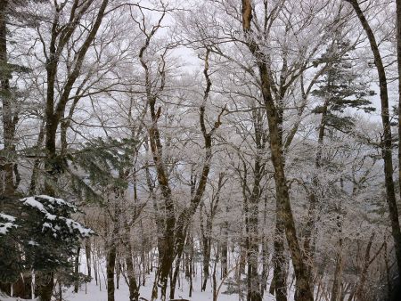 この付近だけは霧氷があったんだけどやっぱ青空がほしいね