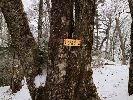 P1518は天女の頂という名称を付けられていた。前こんな看板なかったのに、誰が設置したんだろうか！？