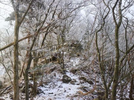この付近から霧氷も見れるようになった。これは弥山あたりだとかなりの期待ができそう