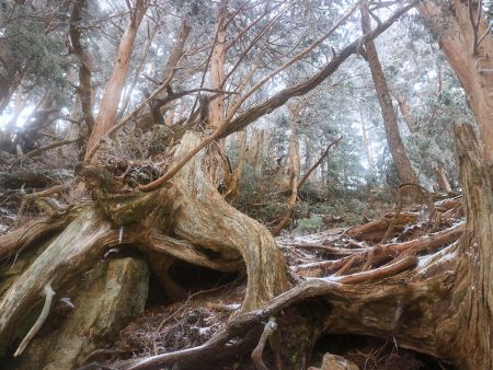 木の根っこ地帯といえばいいのか根っこが滑って大変だった
