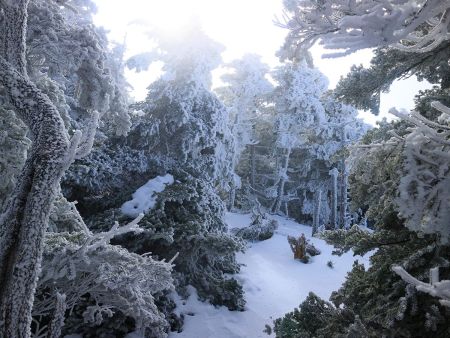 木をかき分けて進んでいく。これらの木もモンスター化していればもっと最高なんだろうけど・・・