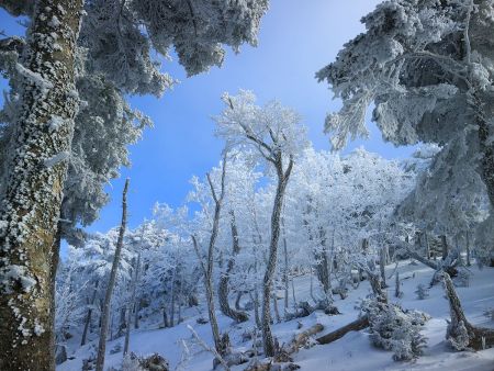 素晴らしい霧氷。これが見たかった。見事な青と白のコントラスト