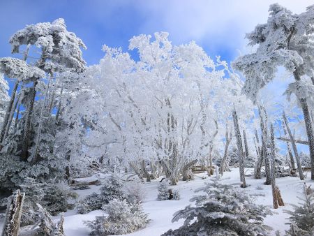 この木の霧氷、写真ではわかりにくいけどものすごい太い霧氷でこんなの初めてみた