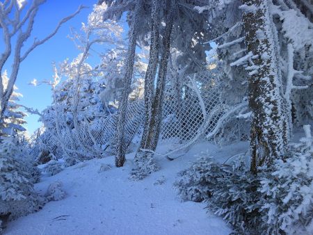 弥山の手前に着くと鹿避けネットなのかずっと張られている。前はどっかから入れたんだけど今は入れそうなところがなく探し回っていた