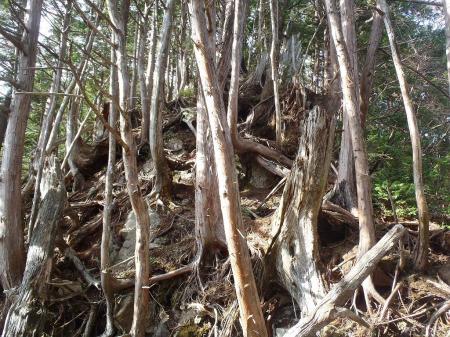 すごい根っこの急登がはじまる