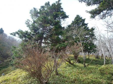 鉄山より見えていた草原地帯のようなところに出る